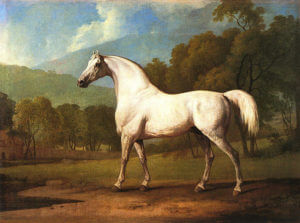 Mollwitz Grey at grass in later years: Battle of Mollwitz fought on 10th April 1745 in the First Silesian War: picture by George Stubbs